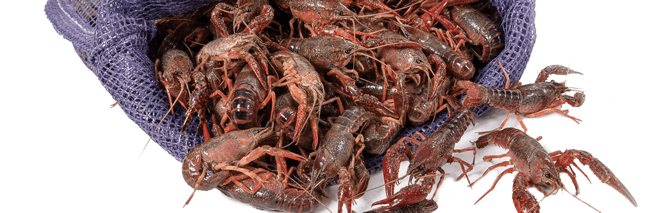 crawfish