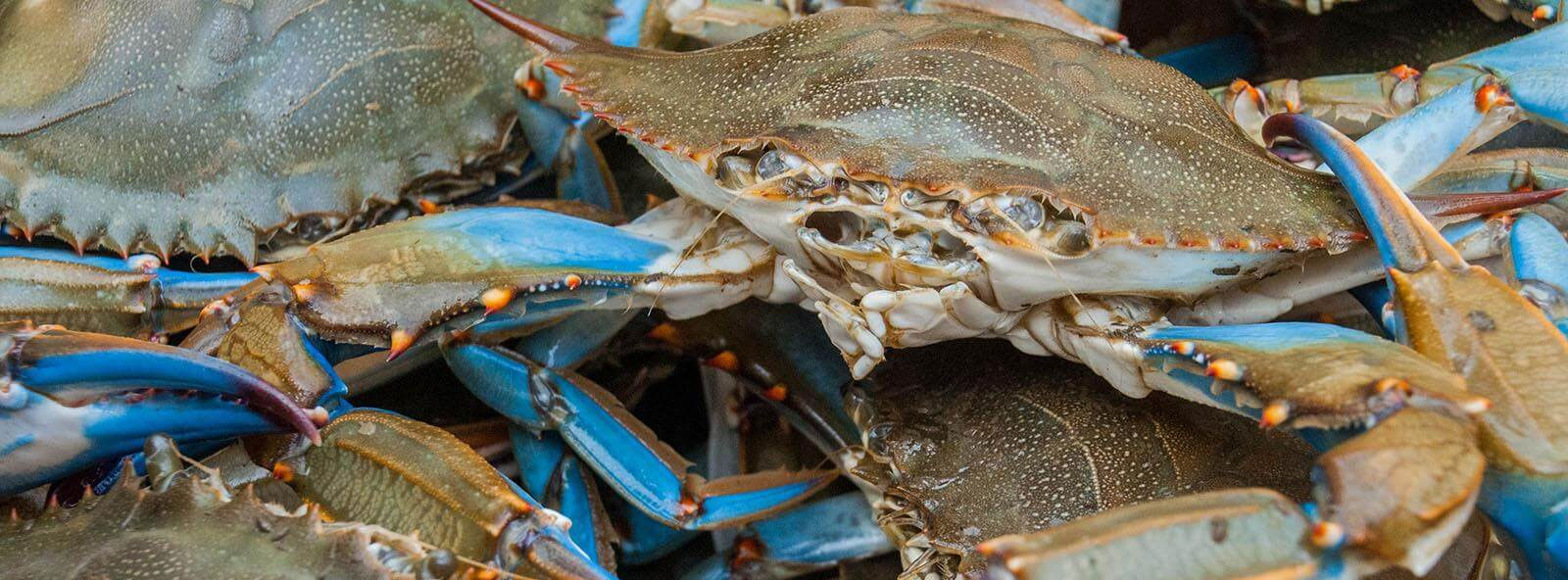 Live Blue Crab